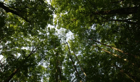 Meio Ambiente: entenda a importância das árvores para nosso planeta