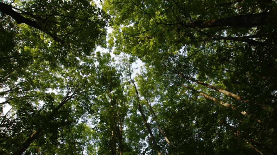Veja 10 frases para enviar e celebrar o Dia Mundial do Meio Ambiente