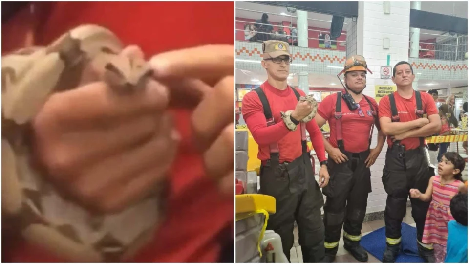 VÍDEO: cobra é achada em brinquedoteca de sorveteria, em Manaus