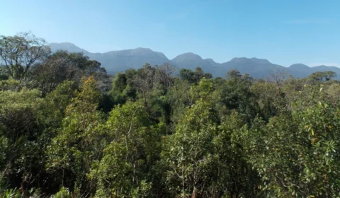 Câmara aprova lei que flexibiliza regras de proteção da Mata Atlântica