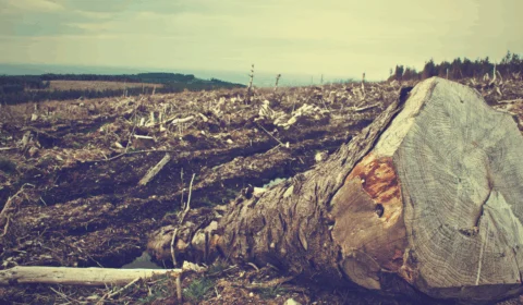 Área de floresta per capita no mundo cai 60% em 6 décadas, aponta pesquisa