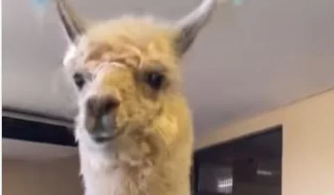 Lhama Kiki ganha tratamento de estrela ao tomar banho em pet shop