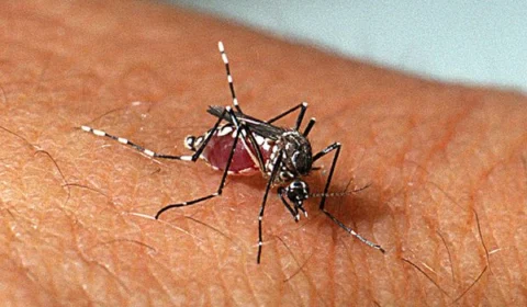Com 987 mortes, Brasil bate recorde em letalidade por dengue em 2022