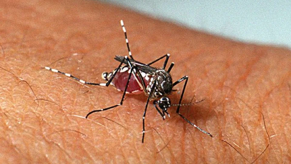 Com 987 mortes, Brasil bate recorde em letalidade por dengue em 2022
