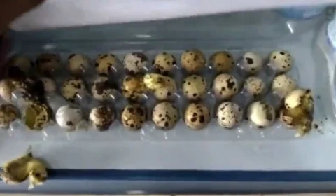 Codornas nascem em prateleira de comércio devido forte calor no PI; veja vídeo