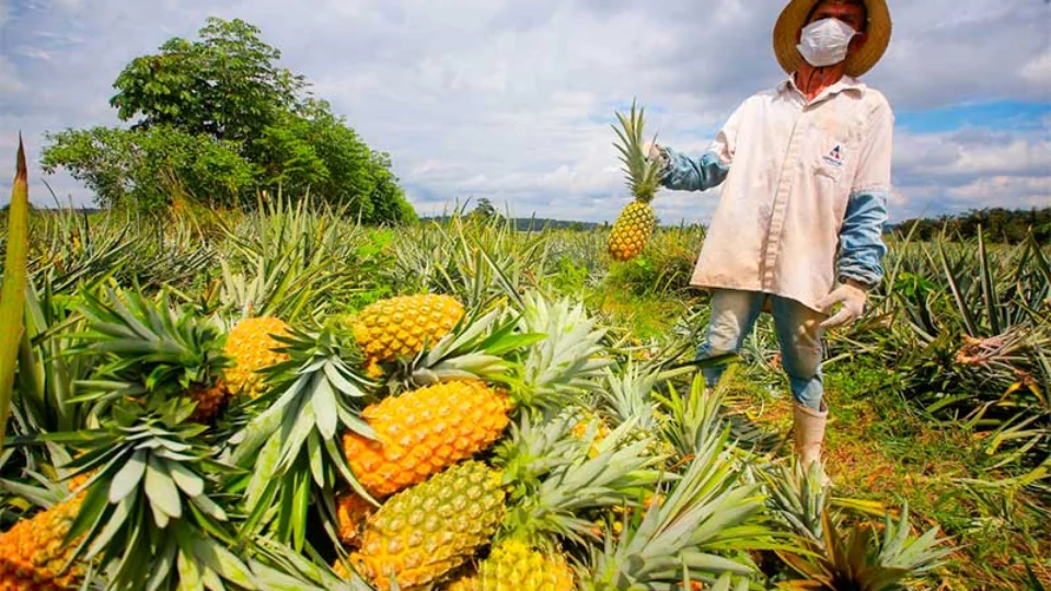 Agricultura familiar terá novo cadastro a partir desta terça, 1º; saiba mais