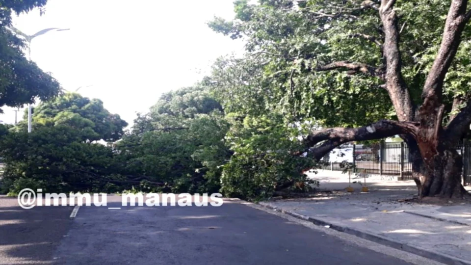 Árvore tomba e prejudica trânsito em avenida de Manaus