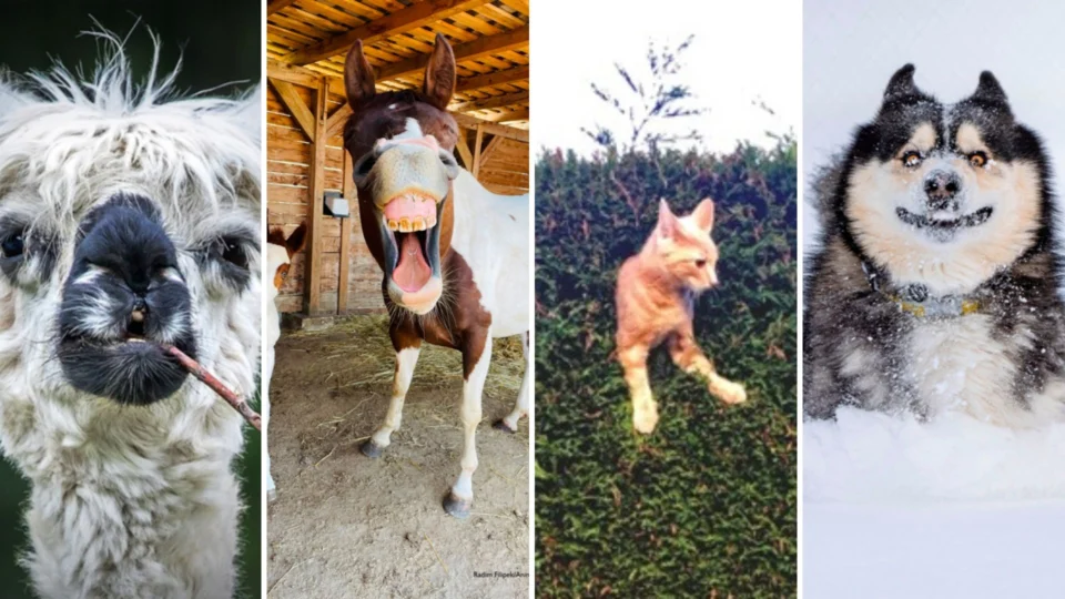 ‘Dia dos Animais’: saiba como é celebrada esta data no Brasil