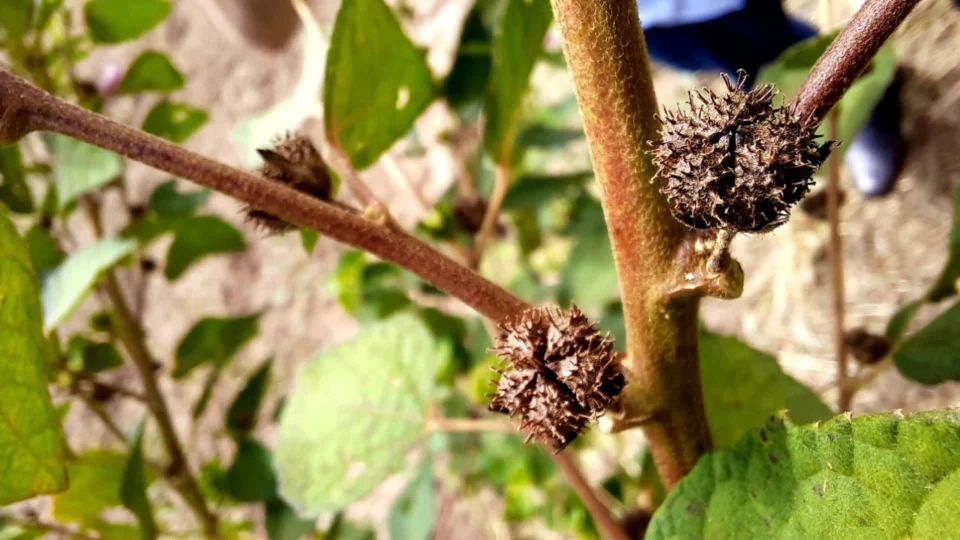 Sepror credencia para recebimento de sementes de malva até segunda, 31