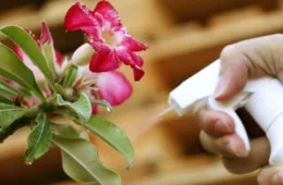 Como cuidar das plantas durante o tempo seco?