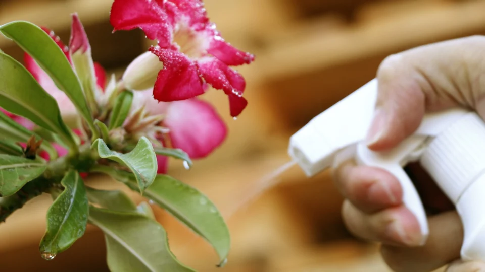 Como cuidar das plantas durante o tempo seco?