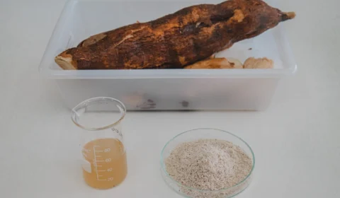 Pesquisa avalia mandioca açucarada para produção de etanol no Amazonas