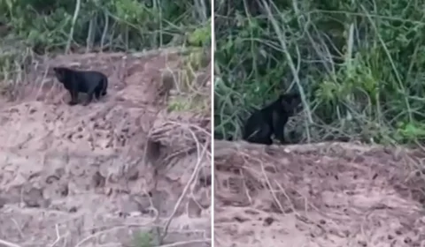 Pescadores comemoram registro de onça-preta às margens do Rio Araguaia – GO