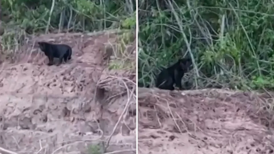 Pescadores comemoram registro de onça-preta às margens do Rio Araguaia – GO