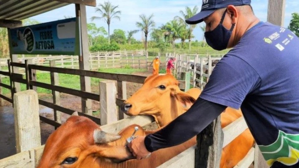 Febre Aftosa: prazo para comprovação de vacina encerra na sexta-feira, 2, no AM