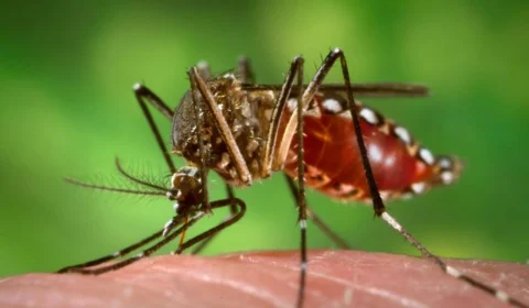 Dengue: SES-AM alerta para crescimento dos focos do mosquito no Estado