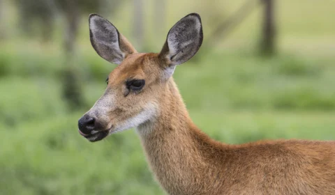Mata Atlântica: ampliar área protegida ajuda a conservar cervídeos ameaçados