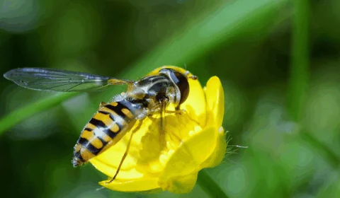 Mudanças climáticas podem extinguir 65% dos insetos do mundo, diz pesquisa