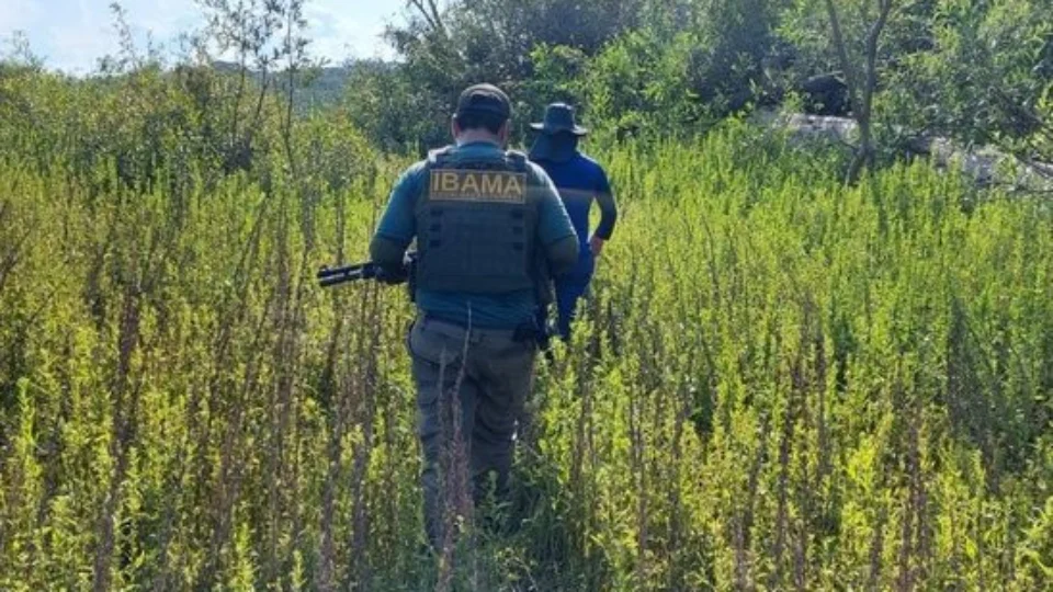 Vale do Javari, no AM, é alvo da Operação Wahanararai contra pesca ilegal