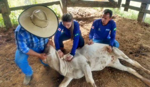 Vacinação contra brucelose no Amazonas é prorrogada até 15 de dezembro