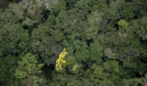 Área desmatada no Brasil superou 2 milhões de hectares em 2022