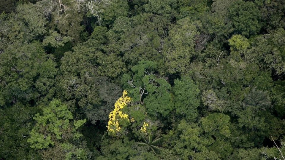 Área desmatada no Brasil superou 2 milhões de hectares em 2022