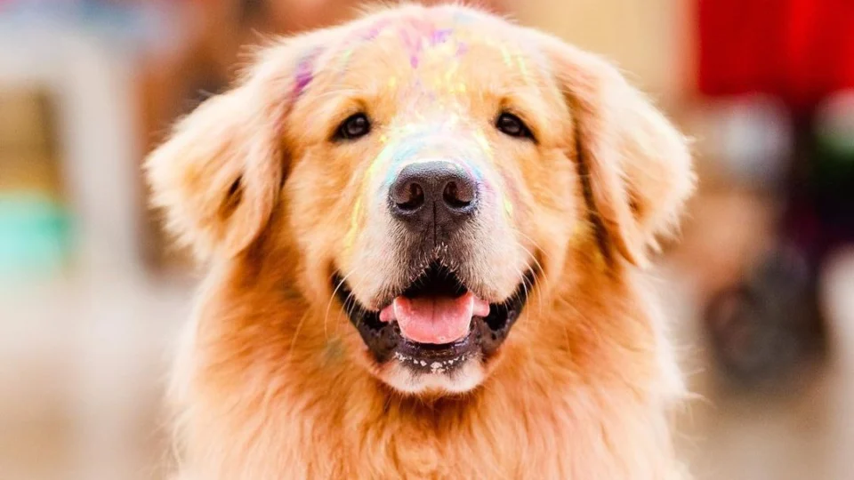 Tintura para pelos de cães é ofertada no mercado; veterinária orienta
