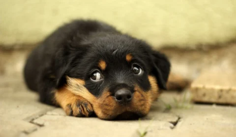 Medida proíbe testes e pesquisas cosméticas em animais no Brasil