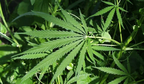 Fabricação de novo medicamento à base de cannabis é autorizada pela Anvisa