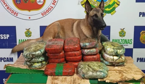 Cão farejador encontra 20 kg de cocaína em embarcação em Coari-AM
