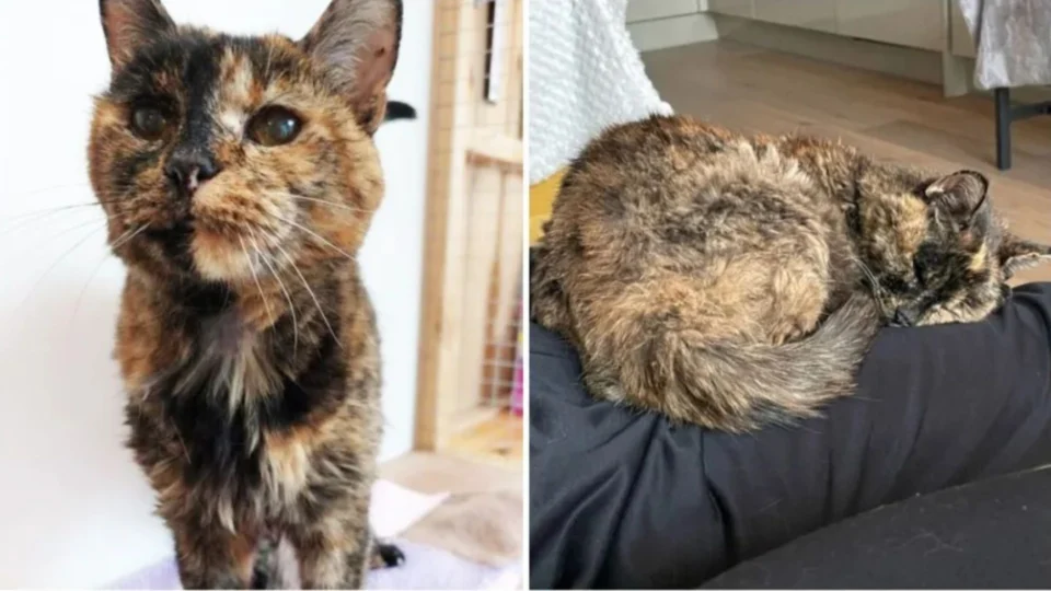 Conheça Flossie, a gata oficialmente mais velha do mundo com 27 anos