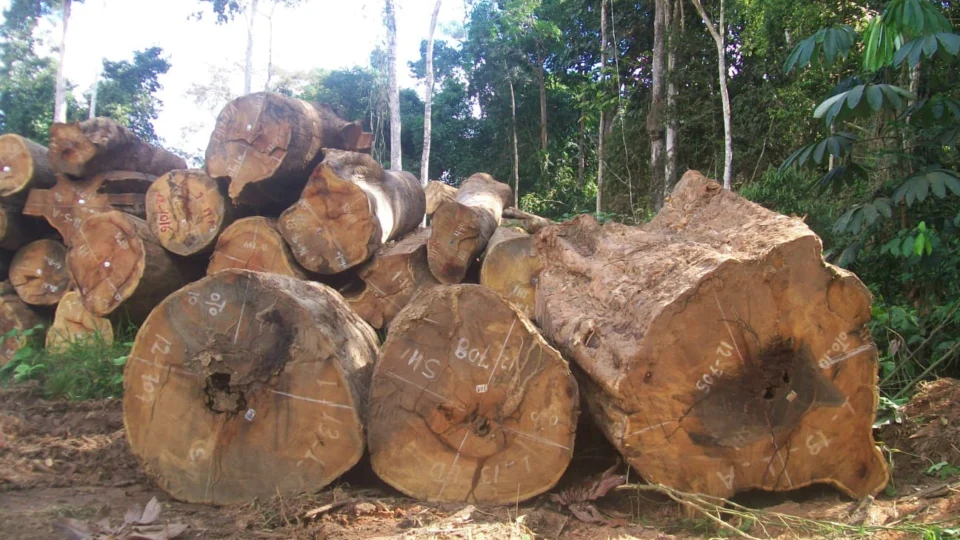 Exploração ilegal de madeira é impulsionada por 100 propriedades documentadas