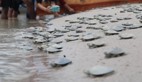 Mais de 280 mil filhotes de quelônios são devolvidos à natureza no Amazonas