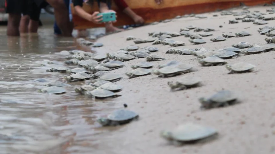 Mais de 280 mil filhotes de quelônios são devolvidos à natureza no Amazonas