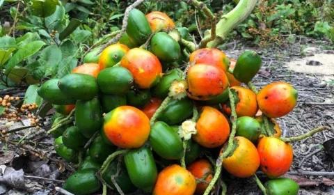 Inpa oferece 18 vagas para Mestrado em Agricultura no Trópico Úmido no AM