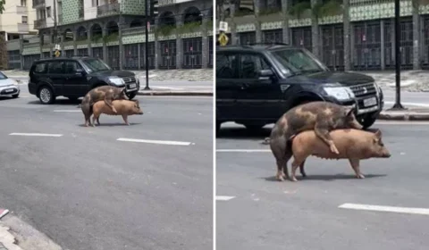 Porcos acasalam em avenida de BH e viralizam nas redes; veja vídeo