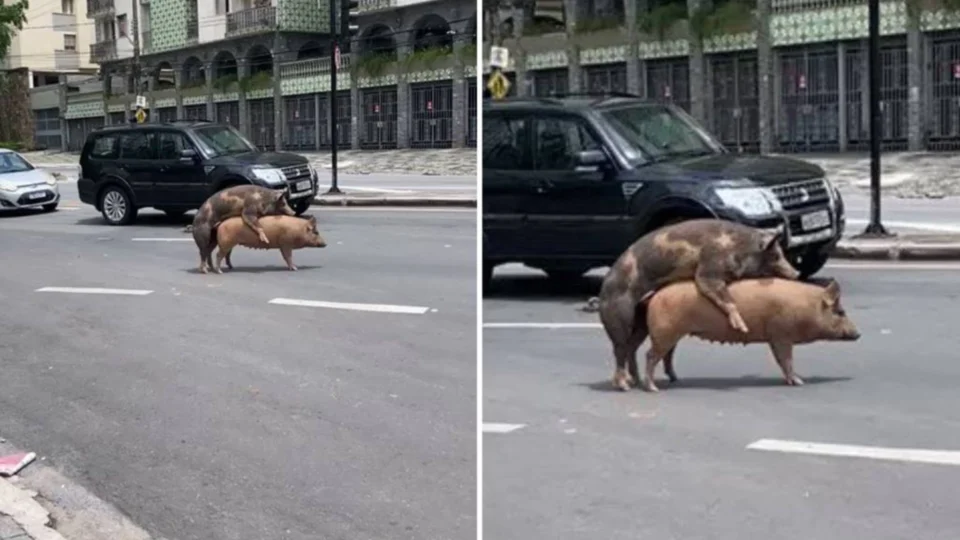 Porcos acasalam em avenida de BH e viralizam nas redes; veja vídeo