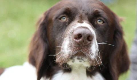 Queda de pelo dos pets? Veterinária dá dicas para reduzir