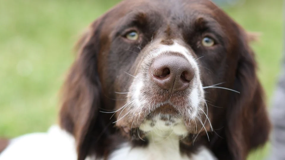 Queda de pelo dos pets? Veterinária dá dicas para reduzir