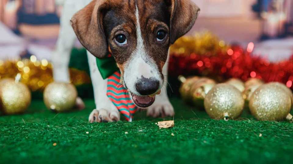 Fogos de artifício: dicas para proteger pet nas festas de fim de ano