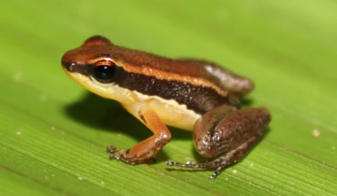 Novas espécies de sapos são descobertas em unidades de conservação no AM