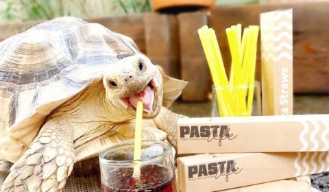 Tartaruga pet influenciadora tem mais de 200 mil seguidores