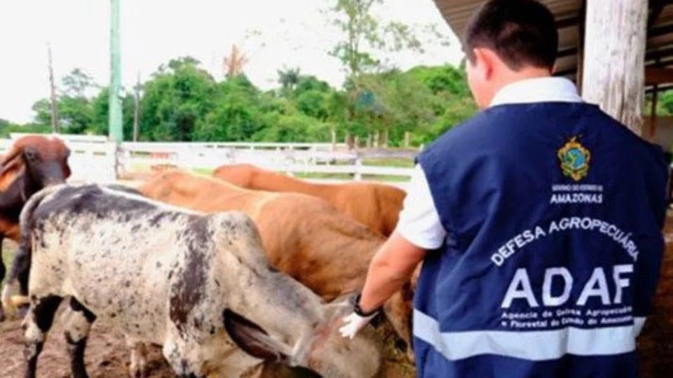 Febre Aftosa: campanha de vacinação em bovinos inicia em oito municípios do AM