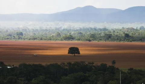 Cerrado registra aumento no desmatamento de 25% em 2022, no Brasil