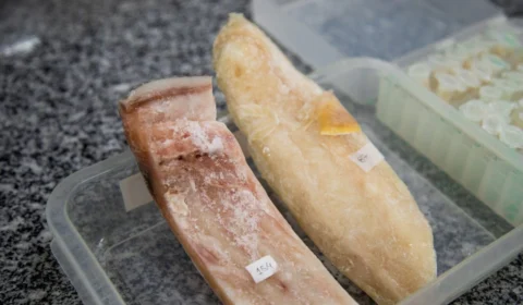 Pesquisa desenvolve kit para identificar postas e filés de piramutaba no AM