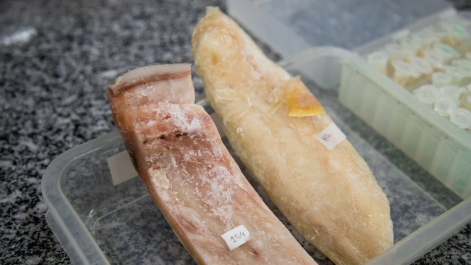 Pesquisa desenvolve kit para identificar postas e filés de piramutaba no AM