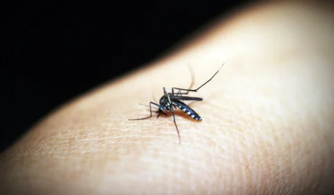 Com chuvas, malária é risco para gestantes, crianças e vulneráveis