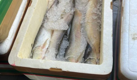 Pescado ilegal: Base Arpão apreende 800 kg dentro de embarcação em Coari-AM