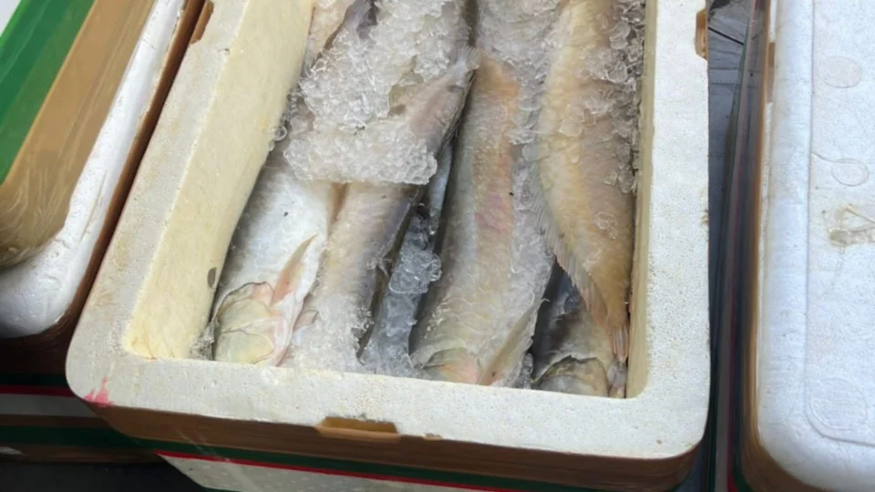 Pescado ilegal: Base Arpão apreende 800 kg dentro de embarcação em Coari-AM