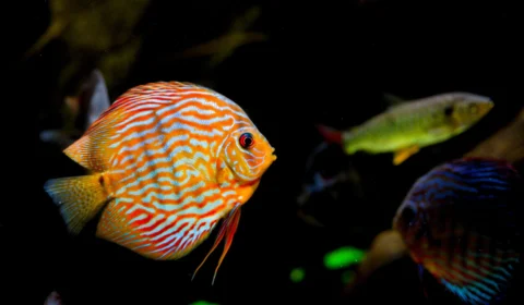 Crise climática: humanidade está ‘dizimando’ a vida marinha, revela IUCN